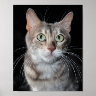 Póster Rara foto de gato en Bengala de Marble Azul