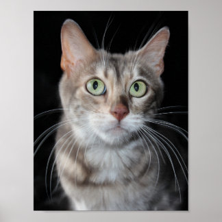 Póster Rara foto de gato en Bengala de Marble Azul