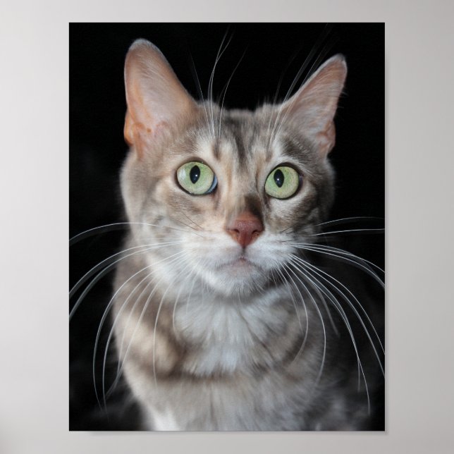 Póster Rara foto de gato en Bengala de Marble Azul (Frente)