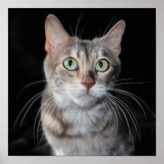 Póster Rara foto de gato en Bengala de Marble Azul