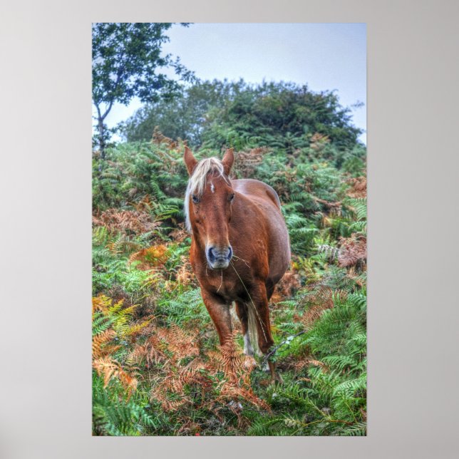 Póster Rara Palomino New Forest Pony & Bracken - Inglater (Frente)