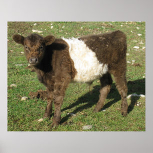 Póster Rare Dun Belted Galloway Calf