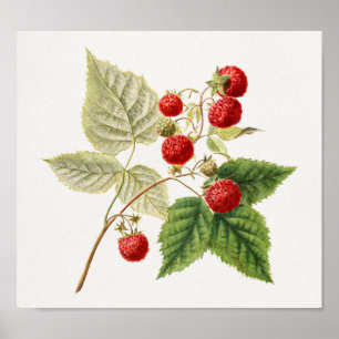 Póster Raspberries Rojas (Rubus Xneglectus) Pintura de fr