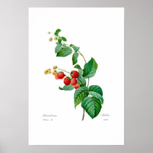 Póster Raspberry