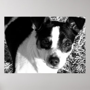 Póster Rat Terrier