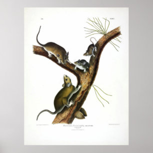 Póster Rata de Florida (Woodrat Oriental) por Audubon