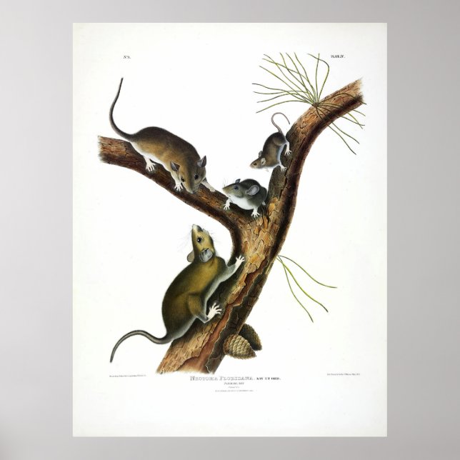 Póster Rata de Florida (Woodrat Oriental) por Audubon (Frente)