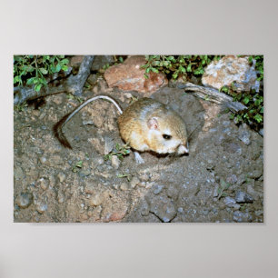 Póster Rata de Kangeroo