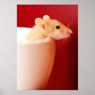 Póster Rata del bebé