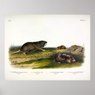 Póster Rata valida del sur por Audubon