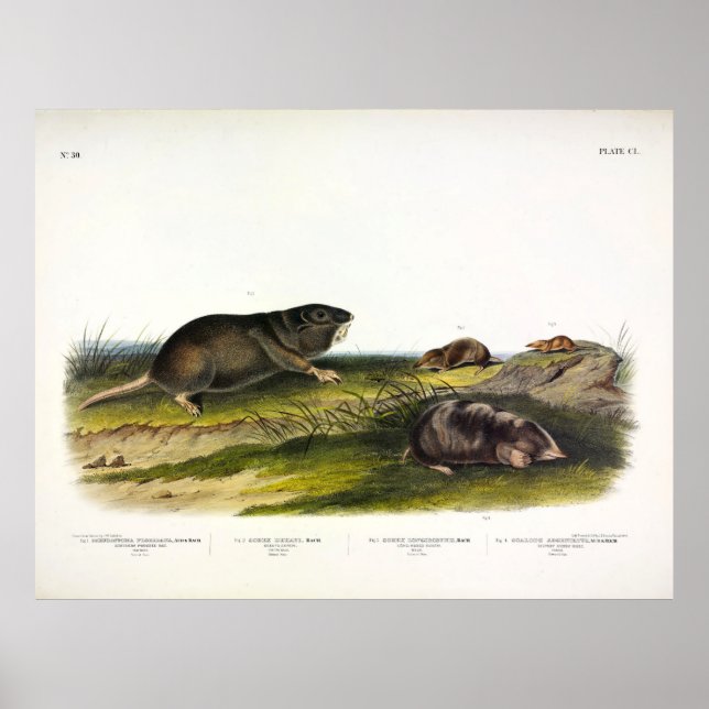 Póster Rata valida del sur por Audubon (Frente)