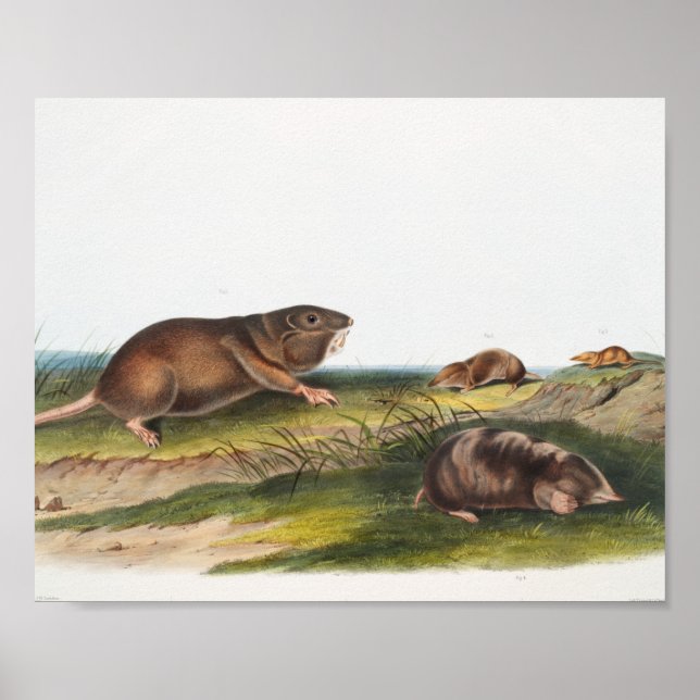 Póster Rata valija del sur, Ilustracion Shrew Mole (Frente)