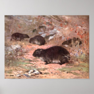Póster Ratas Dassie por CE Swan, Roedor Salvaje Antiguo
