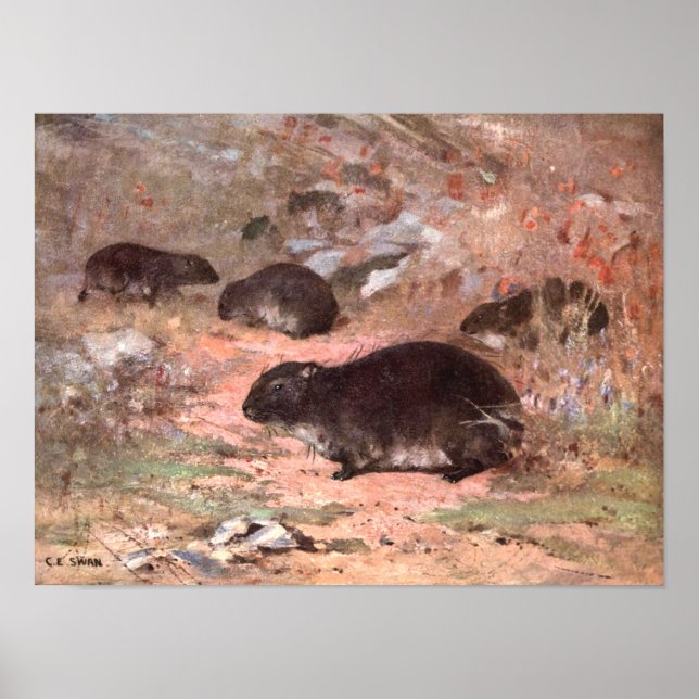 Póster Ratas discontinuas por cisne CE, roedor animal vir (Frente)