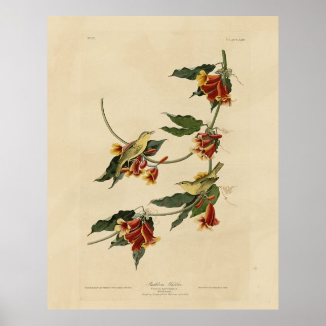 Póster Rathbone (amarillo) Warbler Audubon Aves de Améric (Frente)