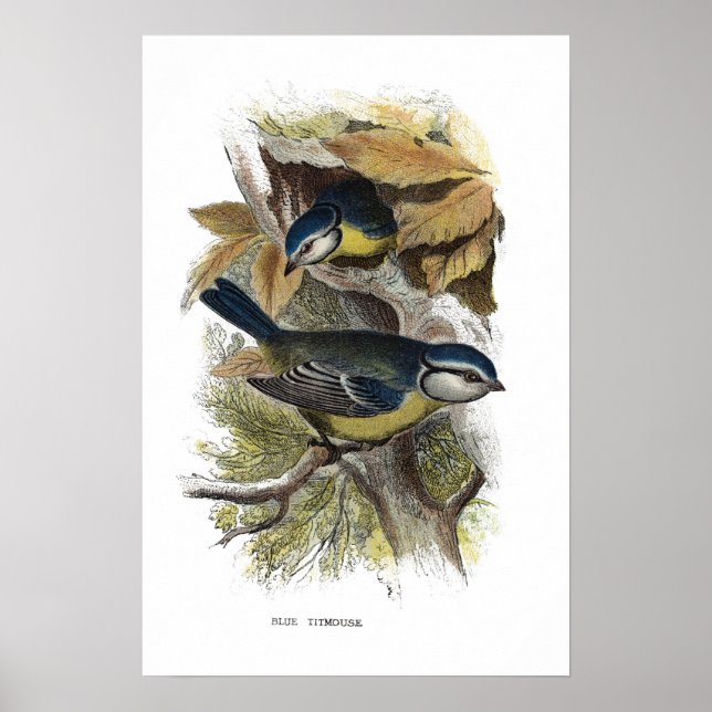 Póster Ratón azul, (Frente)