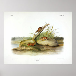 Póster Ratón coloreado Naranja (ratón dorado) de Audubo