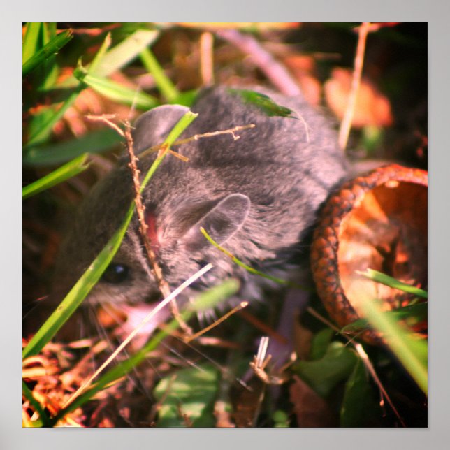 Póster Ratón De Campo De Bebé Y Acorn (Frente)