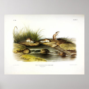 Póster Ratón Missouri (Grasshopper septentrional) de Audu