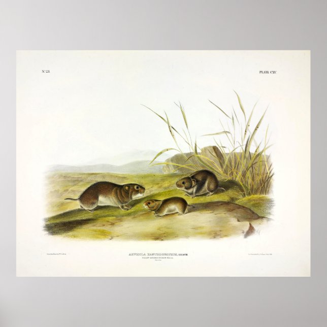 Póster Ratón pradera de mejillas amarillas, vacío de Taig (Frente)