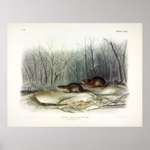 Póster Ratón pradera de Richardson, vacío de agua de Audu