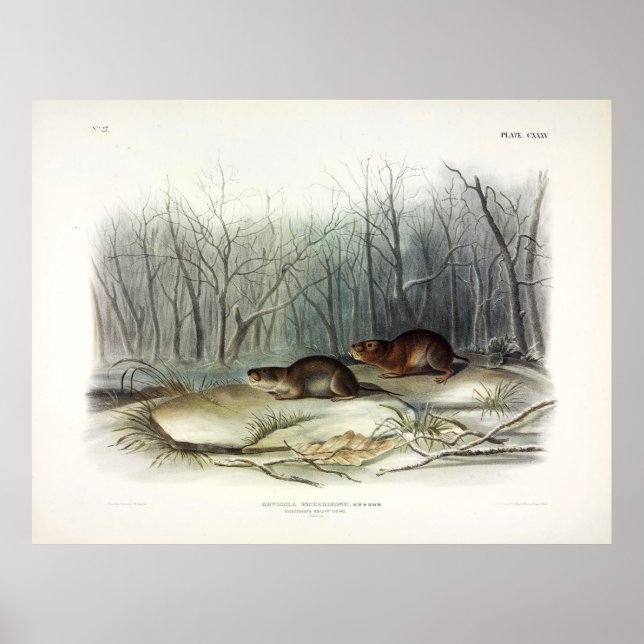 Póster Ratón pradera de Richardson, vacío de agua de Audu (Frente)