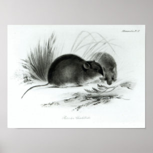 Póster Ratón, Tierra del Fuego, Suramérica c.1832-36