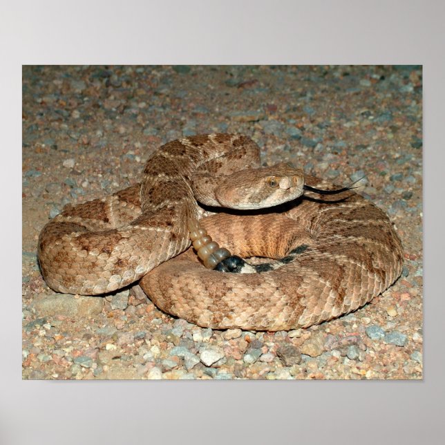Póster Rattlesnake Diamondback (Frente)
