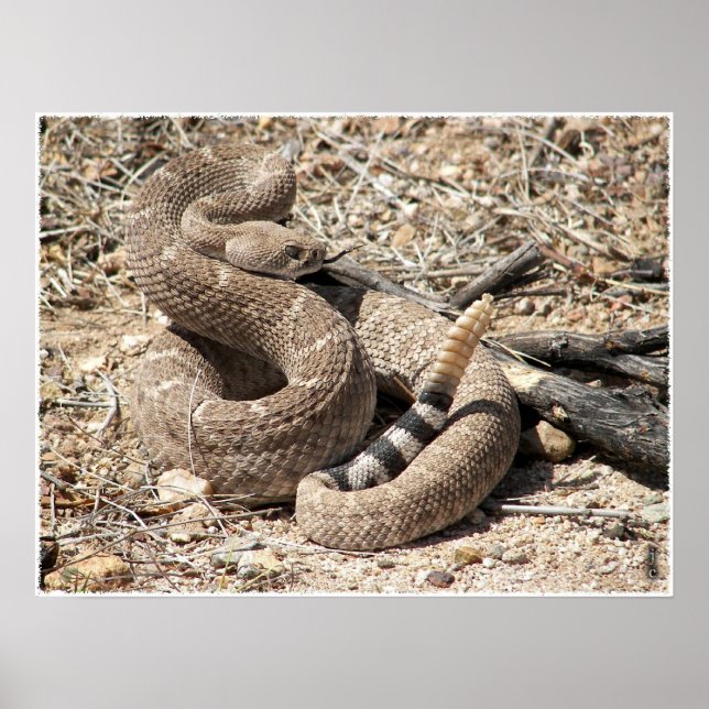 Póster Rattlesnake Diamondback Occidental de Arizona (Frente)