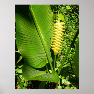 Póster Rattlesnake Ginger
