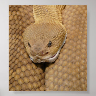 Póster Rattlesnake Head