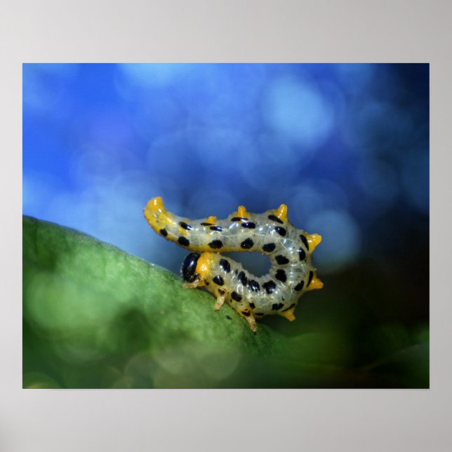 Póster Raupe der breitfüßigen Birkenblattwespe (Frente)