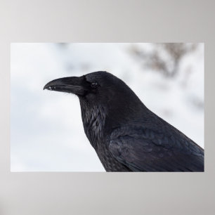 Póster Raven