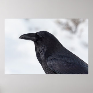 Póster Raven