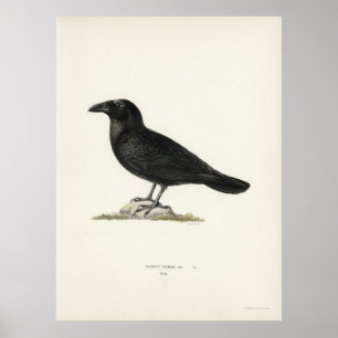 Póster Raven