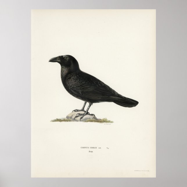 Póster Raven (Frente)