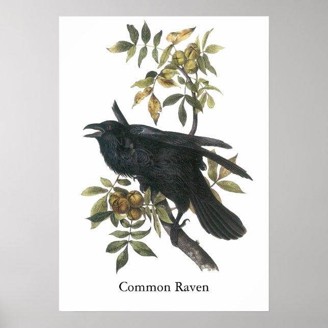 Póster Raven común, John audubon (Frente)