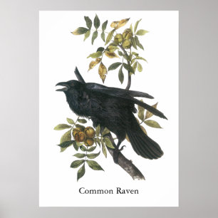 Póster Raven común, John audubon