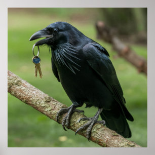 Póster Raven en una rama con clave