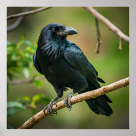 Póster Raven en una rama de árbol