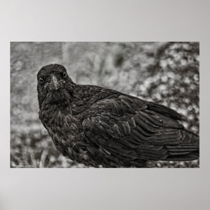 Póster Raven P9239
