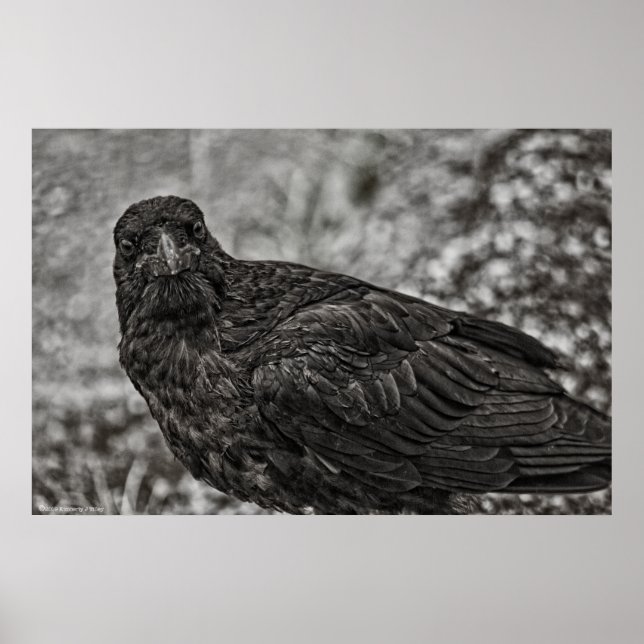 Póster Raven P9239 (Frente)
