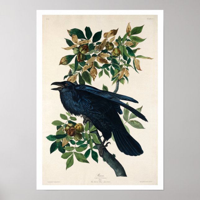 Póster Raven por Audubon Poster (Frente)