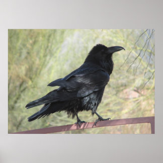 Póster Raven Poster