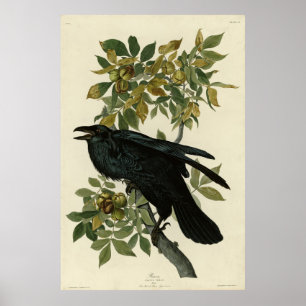 Póster Raven (Raven común) de Aves Audubon de América