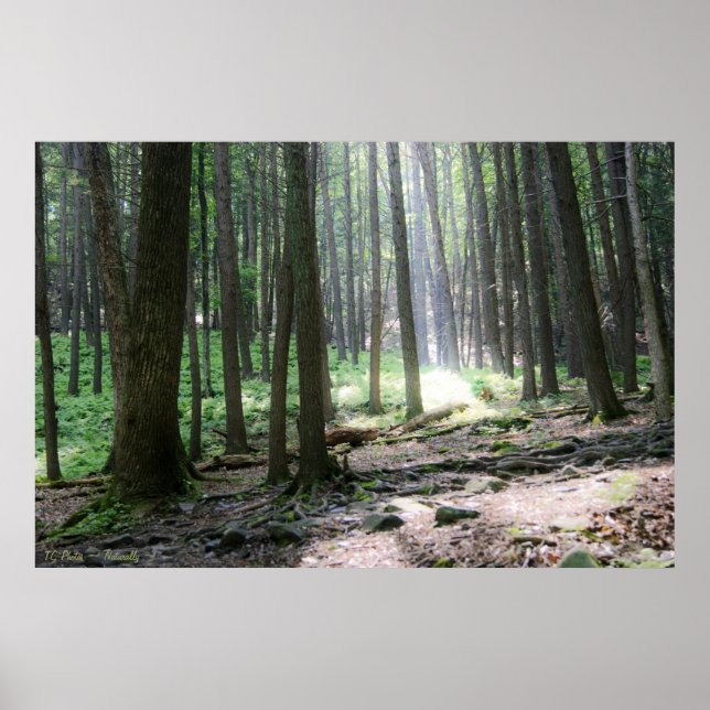 Póster Ray of Hope 36 x 24 Poster (Frente)