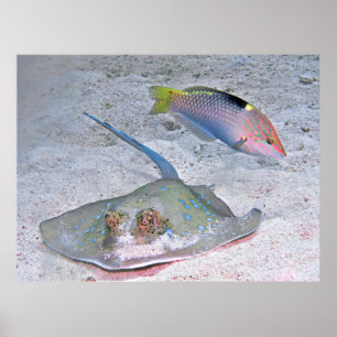 Póster Ray y Wrasse
