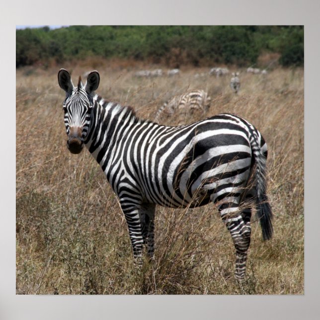 Póster rayas de cebra (Frente)