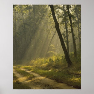 Póster Rayo de luz matutino a través de árboles en selva
