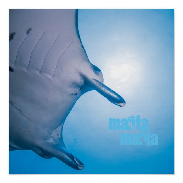 Póster Rayo de manta (Anverso)